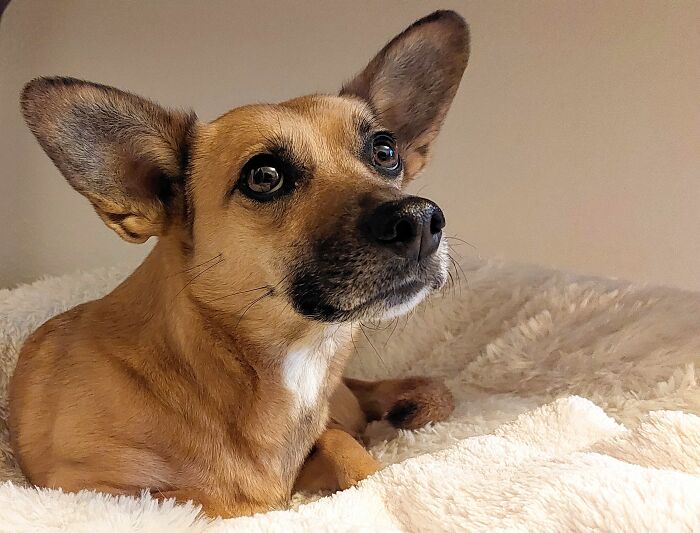 Betti Spaghetti. She Was Abandoned In The Woods. Now She Prefers To Stay At Home.