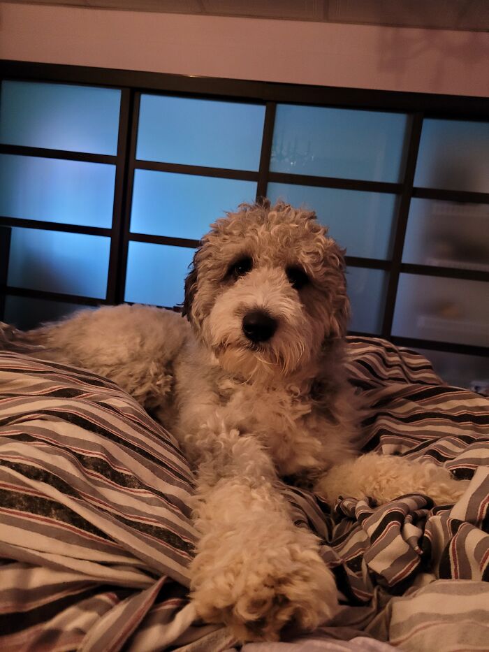 Wolfie (Wolfman) Noodle