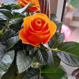 hannahwilliams_2 avatar