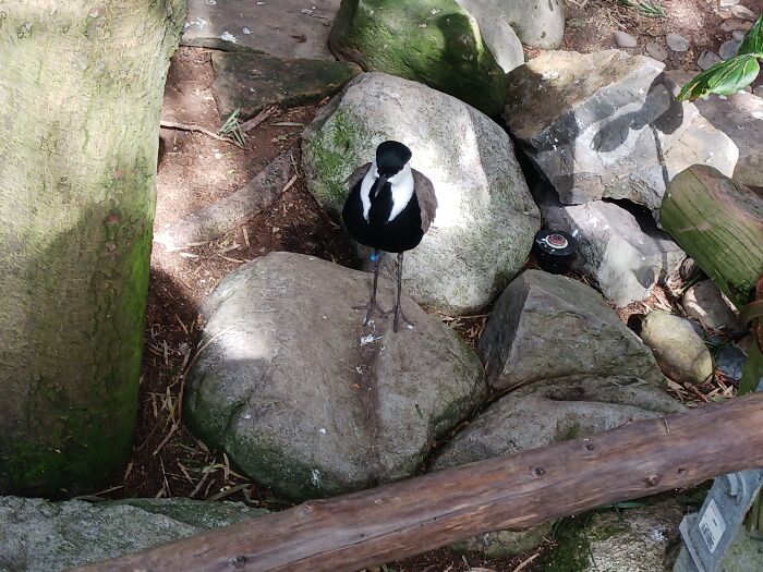 I Mean, Look At This Handsome Fellow