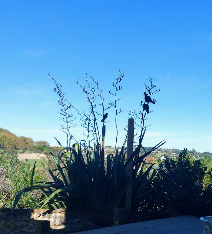 Tui Birds ( Nz Natives) Came To Say " Hi"