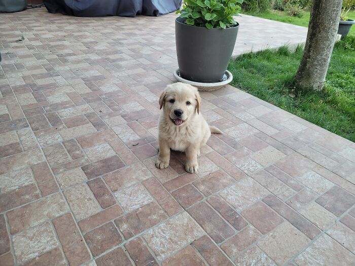 Scott, Picture Taken Two Days Ago. He Is Almost 2 Months Old.