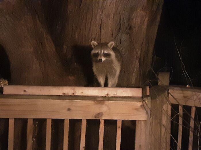 Scaled-Down Saul, Cousin To Full Sized Saul.