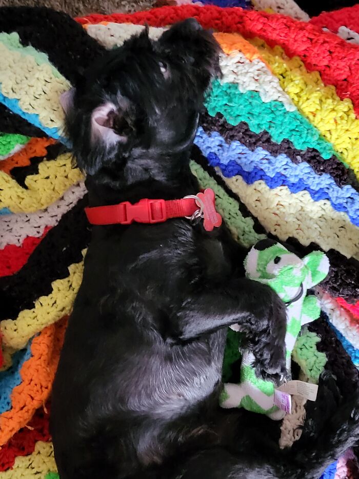 Onyxx With His Favorite Toy