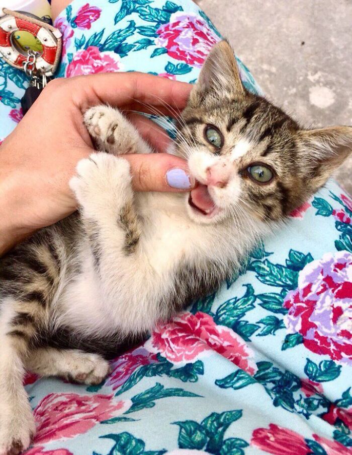 Baby Maika When She Got Picked Off The Streets, She's 4 Now And Still Does The Nibbly Thing