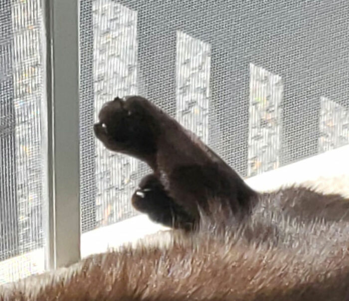 Toastin' The Toebeans