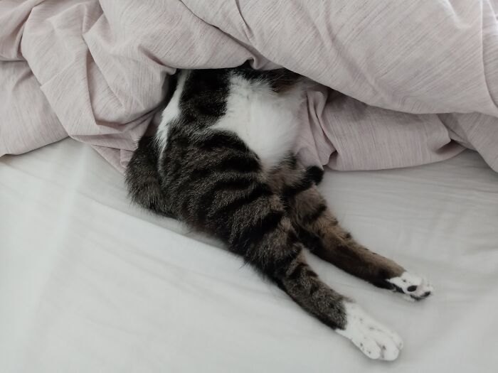 One Day I Came Home To See Chicken Legs In The Bed