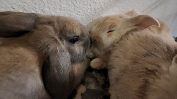 Bunnies Turning A Month Old.