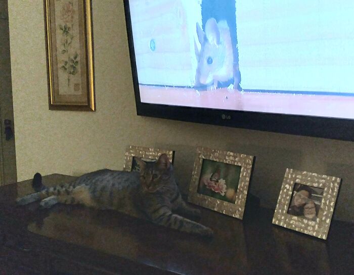 Athena, A "Special-Needs" Level Kitty Who Is Extremely Timid ... But Is Slowly Becoming A Warrior Goddess In My Peaceful House