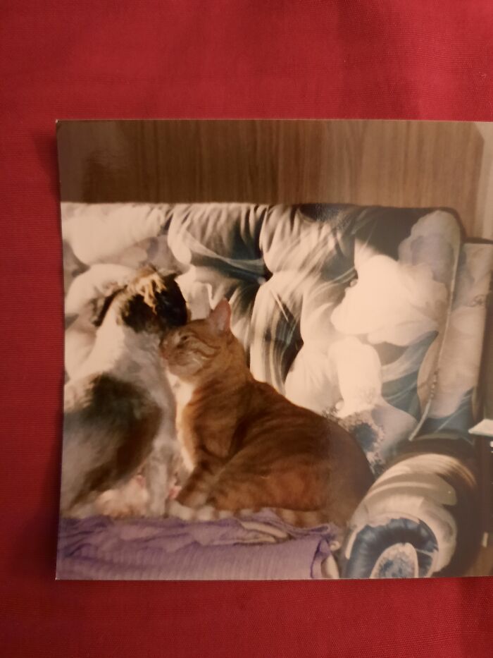 Pepper And Morris. Best Buddies Furever🌈🌉