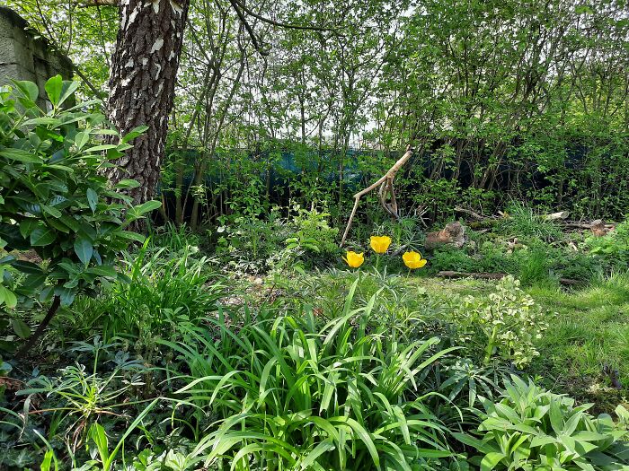 My Little Jungle Two Days Ago