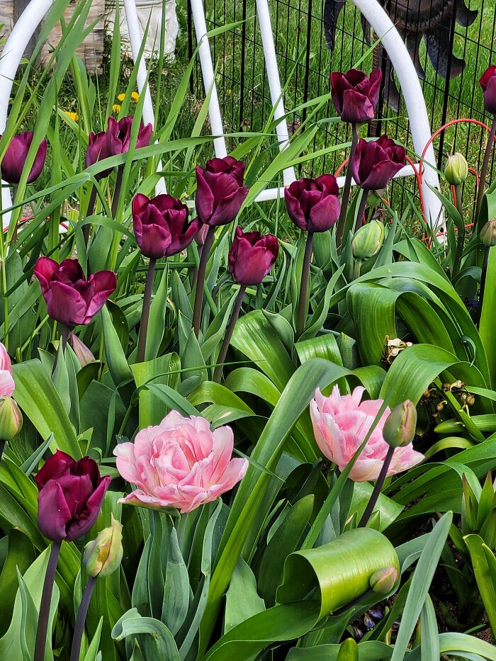 Tulip Bed