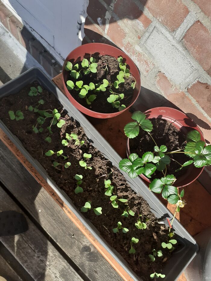 I Don't If This Counts As A Garden, But These Are Some Of The Plants I Have On My Flat Roof!