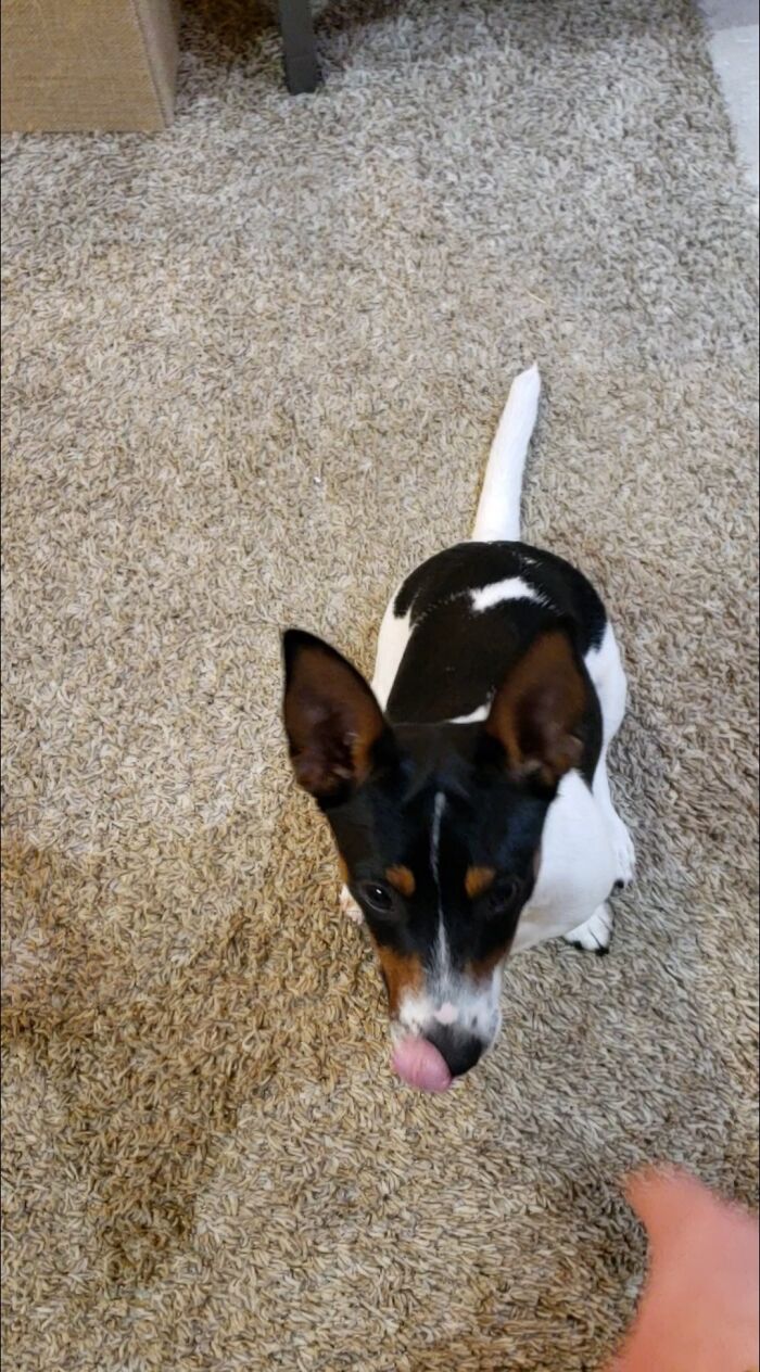 This Sassy, Derpy Combo! [also Known As Teddy]