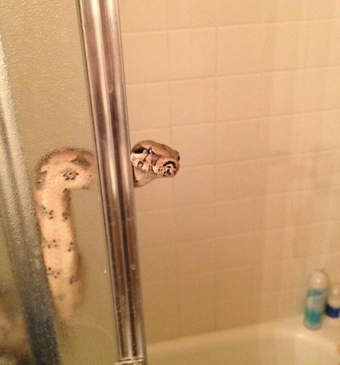 My New Buddy I Recently Rescued From A Bad Home. Just Getting Out Of The Shower