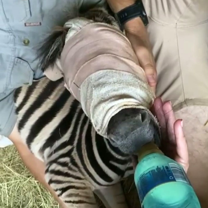 Orphan Rhino Sanctuary Finds An Abandoned Zebra And Takes It Under Their Care, Gifting A Best Friend To One Of The Rhinos There Orphan Rhino Sanctuary Finds An Abandoned Zebra And Takes It Under Their Care, Gifting A Best Friend To One Of The Rhinos There