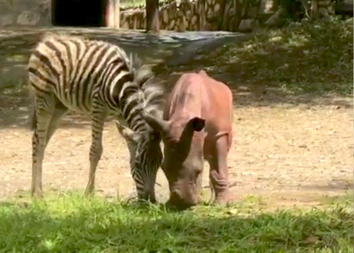 Orphan Rhino Sanctuary Finds An Abandoned Zebra And Takes It Under Their Care, Gifting A Best Friend To One Of The Rhinos There Orphan Rhino Sanctuary Finds An Abandoned Zebra And Takes It Under Their Care, Gifting A Best Friend To One Of The Rhinos There