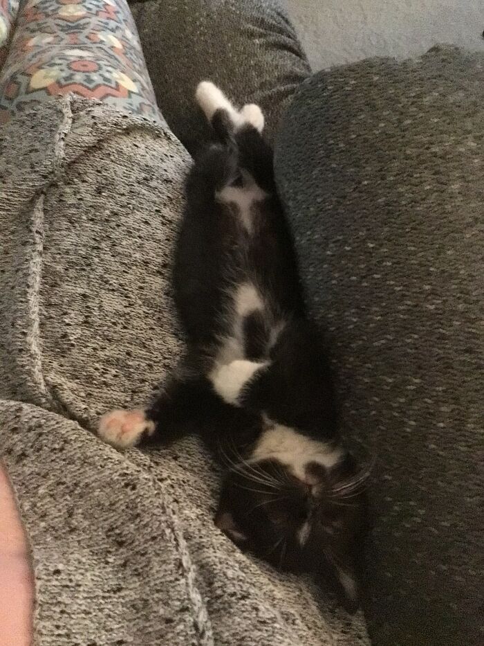 Bitzy At About 7 Weeks