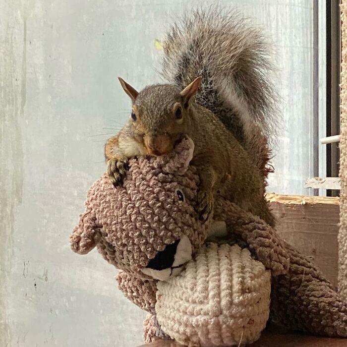 Woman Sheltered A Squirrel She Found In Her Garden Hoping To Release Him Eventually, The Squirrel Decided To Stay With Her Woman Sheltered A Squirrel She Found In Her Garden Hoping To Release Him Eventually, The Squirrel Decided To Stay With Her