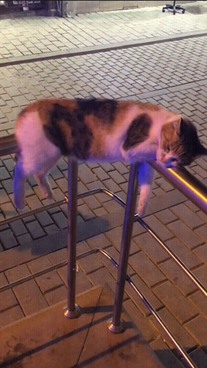 There's Physics And There's Cat Physics