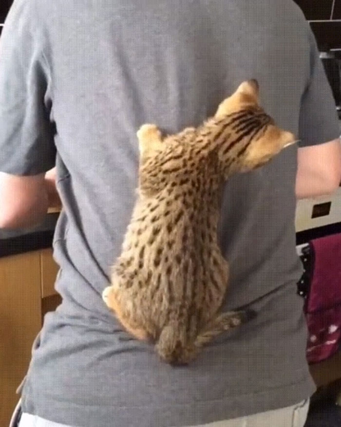 Becoming The Human Stand