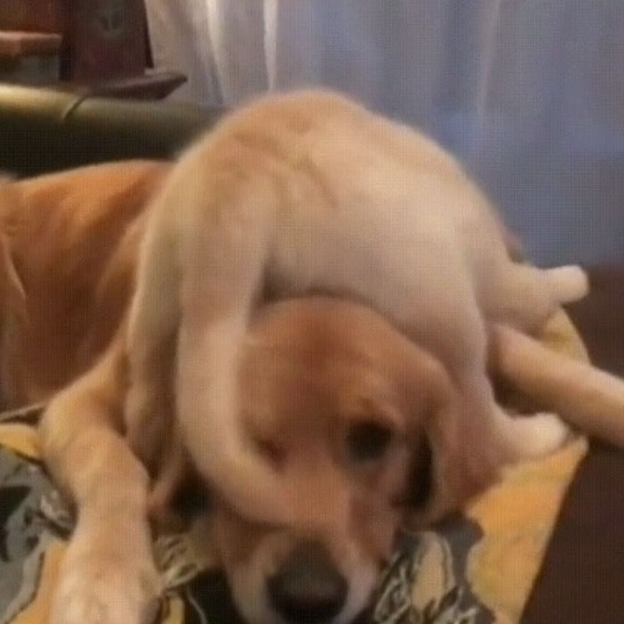 "Become A Dad They Said, It'll Be Fun They Said..."