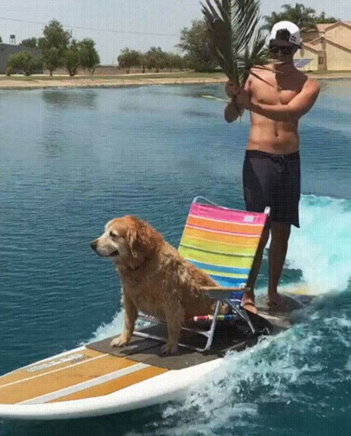 "King Good Boy" To You, Peasants