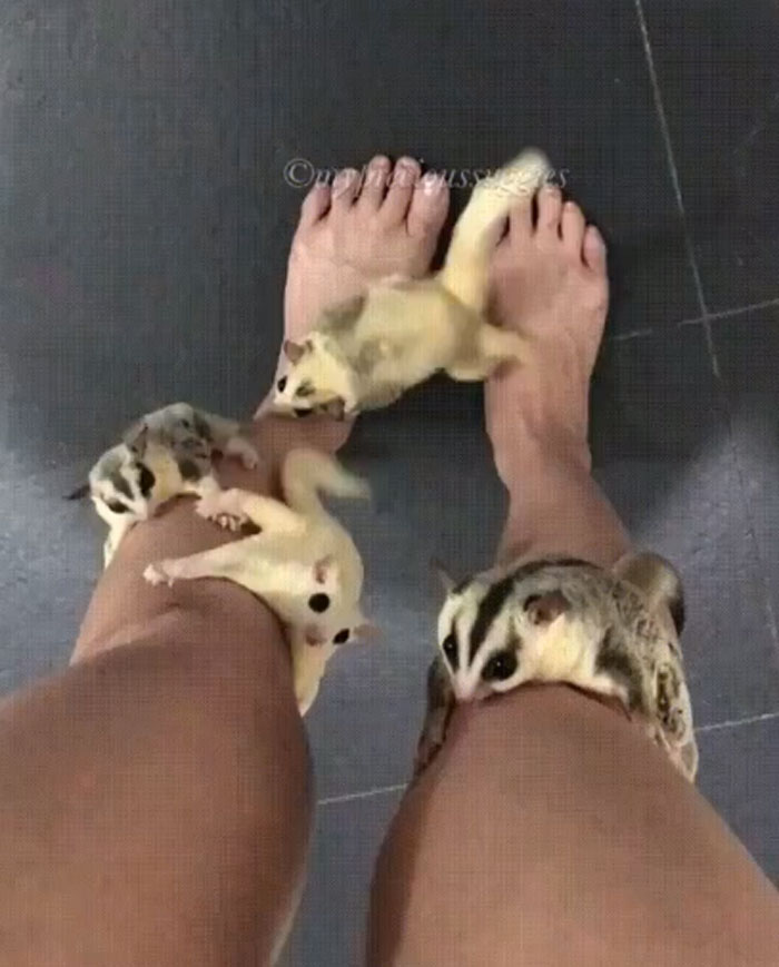 I Guess I'm A Sugar Glider Tree Now