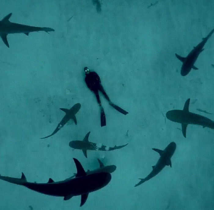 Just Some Dude Casually Chilling On The Ocean Floor Surrounded By Sharks