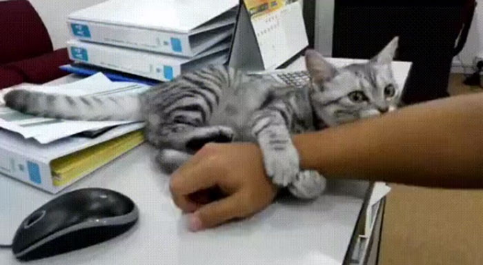 Better Get Used To Working With A Cat-Arm Now