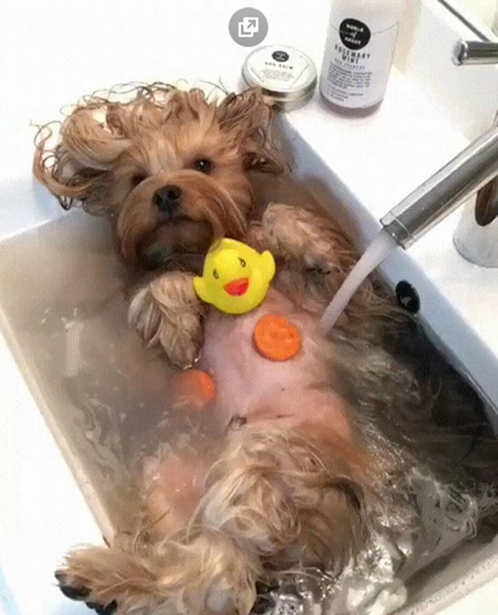 50% Bath Sink - 50% Carrot Stew