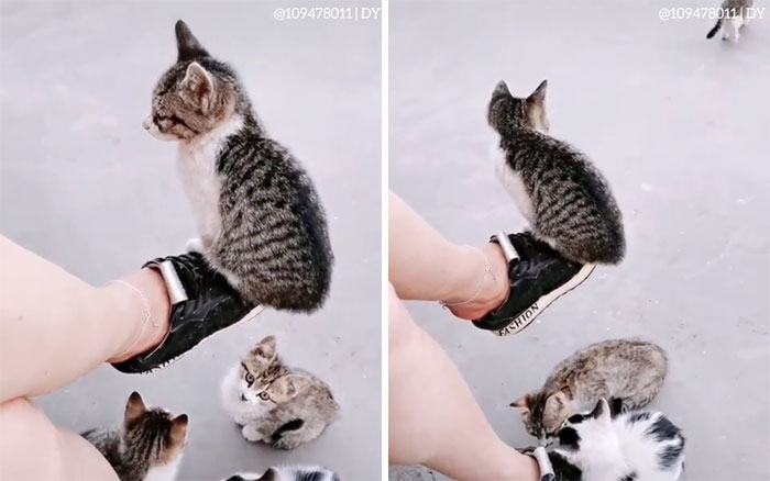 This Is My Life Meow