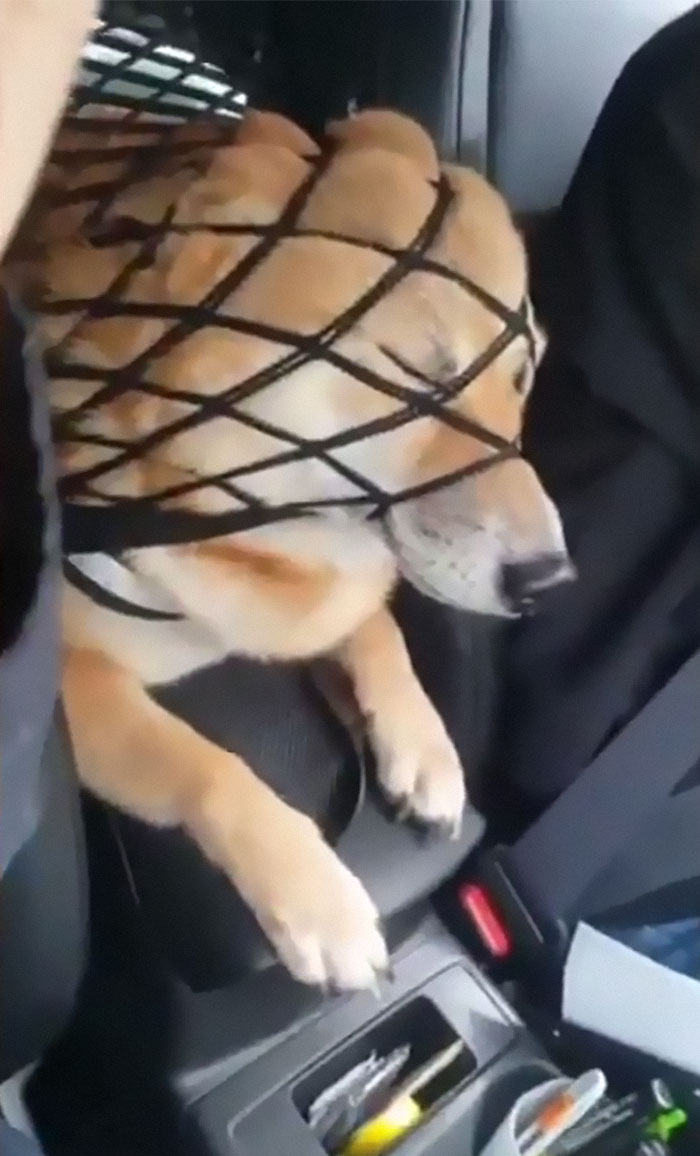 When He Really Wants To Be Part Of The Conversation