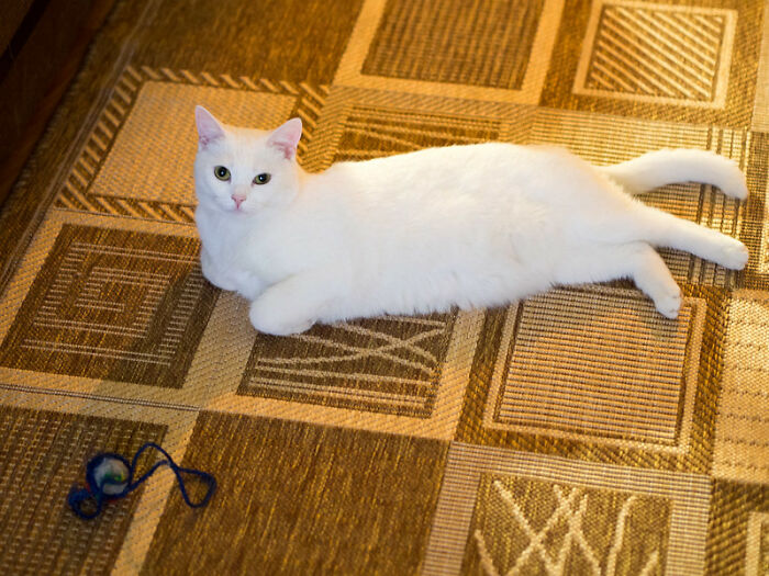 40 Of The Smallest Hills People Are Prepared To Die On, As Shared In This Online Group