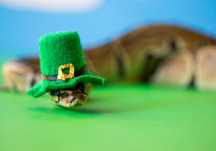 Happy Sssssaint Patrick's Day