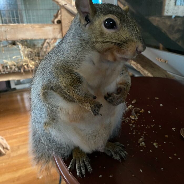 Woman Sheltered A Squirrel She Found In Her Garden Hoping To Release Him Eventually, The Squirrel Decided To Stay With Her Woman Sheltered A Squirrel She Found In Her Garden Hoping To Release Him Eventually, The Squirrel Decided To Stay With Her