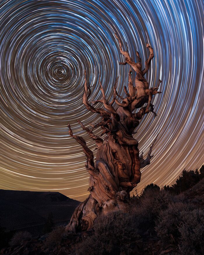 Ancient twisted tree against a dramatic nightscape with swirling star trails in the sky.