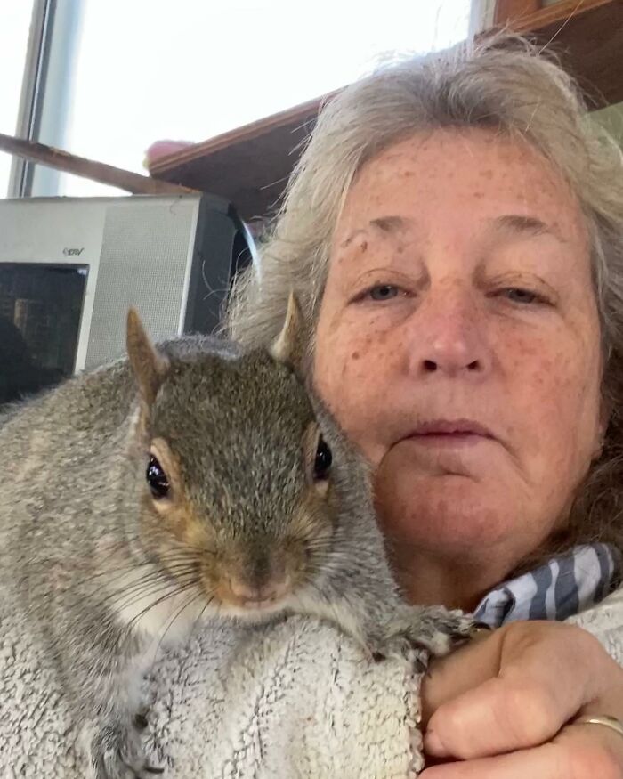 Woman Sheltered A Squirrel She Found In Her Garden Hoping To Release Him Eventually, The Squirrel Decided To Stay With Her Woman Sheltered A Squirrel She Found In Her Garden Hoping To Release Him Eventually, The Squirrel Decided To Stay With Her