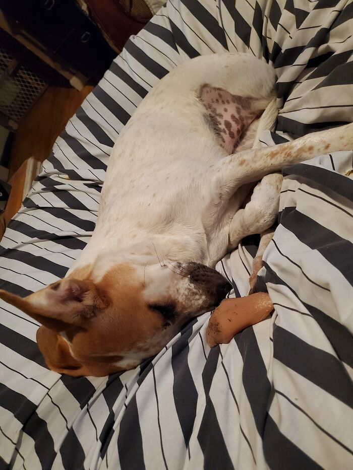 She's An Amputee Due To Abuse When She Was A Puppy.