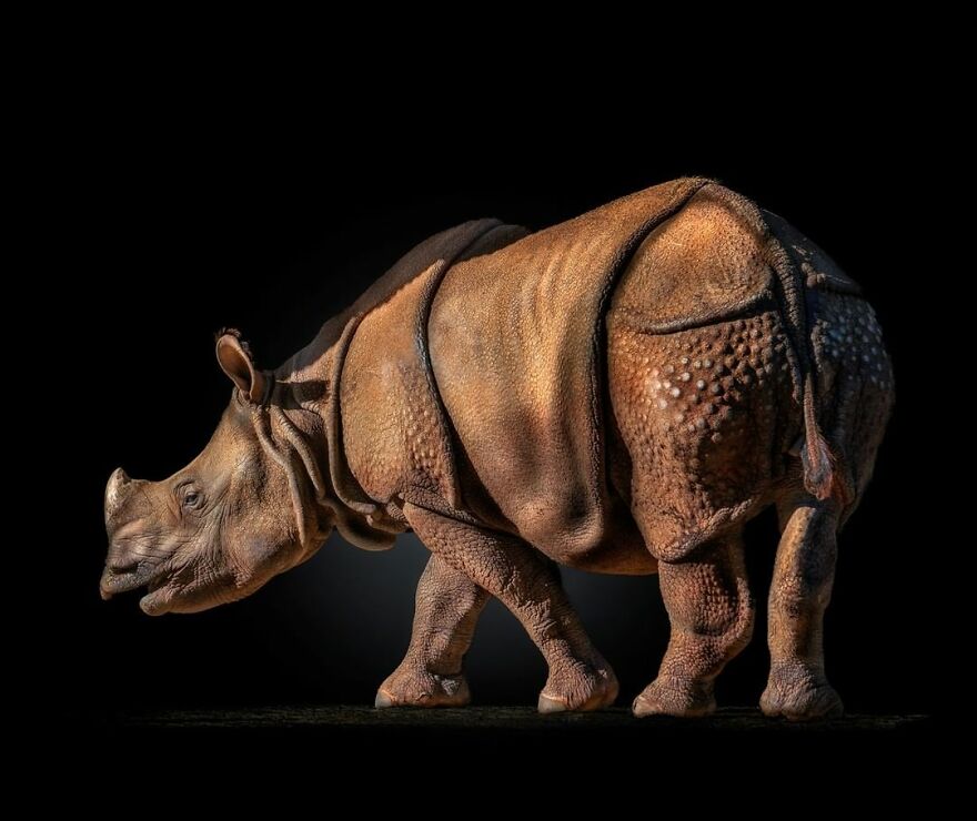 Photographer Takes Stunning Portraits Of Wild Animals