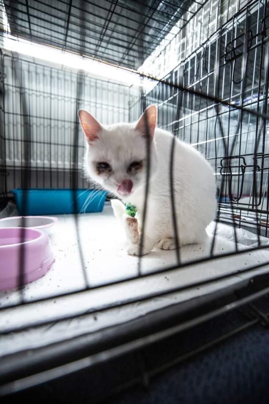 Brave Vet Rescues Traumatized Pets From Ukraine And Delivers Them To Safety