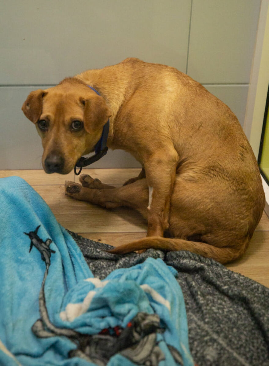 Brave Vet Rescues Traumatized Pets From Ukraine And Delivers Them To Safety