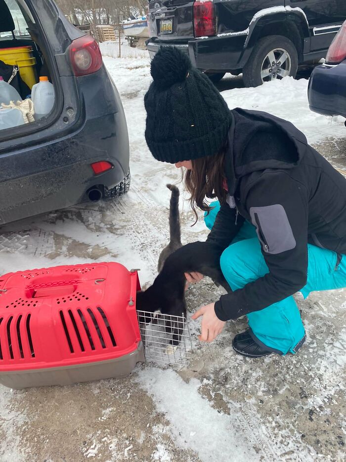 3 Cute Cats Were Thrown Away Like Garbage, Found New Family And Now Are Filling Their Home With Love And Joy