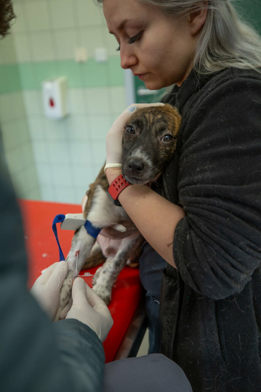 Brave Vet Rescues Traumatized Pets From Ukraine And Delivers Them To Safety