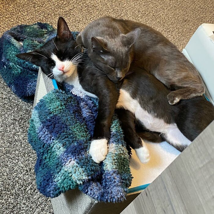 3 Cute Cats Were Thrown Away Like Garbage, Found New Family And Now Are Filling Their Home With Love And Joy