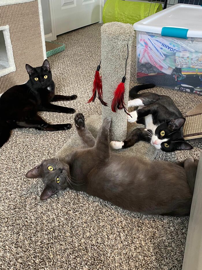 3 Cute Cats Were Thrown Away Like Garbage, Found New Family And Now Are Filling Their Home With Love And Joy