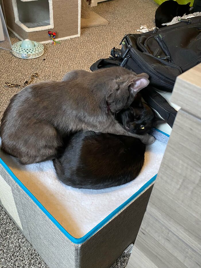 3 Cute Cats Were Thrown Away Like Garbage, Found New Family And Now Are Filling Their Home With Love And Joy