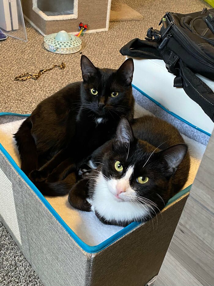 3 Cute Cats Were Thrown Away Like Garbage, Found New Family And Now Are Filling Their Home With Love And Joy