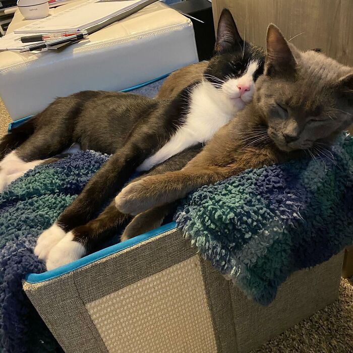 3 Cute Cats Were Thrown Away Like Garbage, Found New Family And Now Are Filling Their Home With Love And Joy