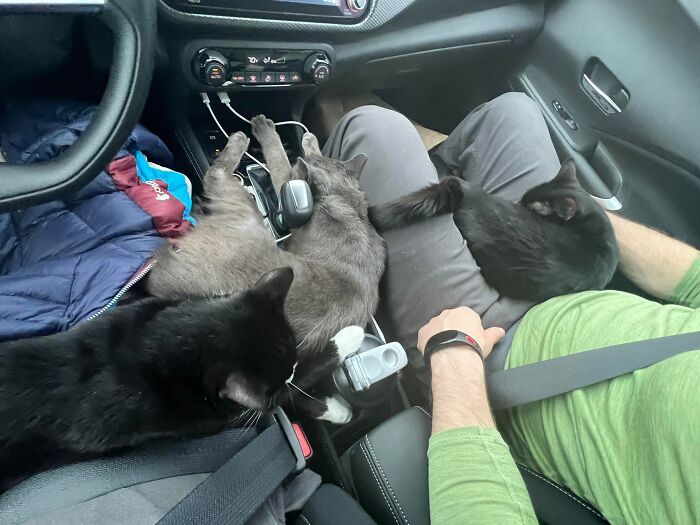 3 Cute Cats Were Thrown Away Like Garbage, Found New Family And Now Are Filling Their Home With Love And Joy